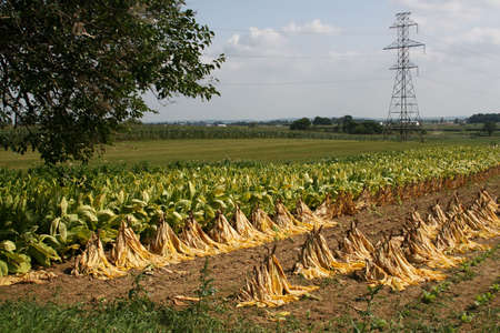 Tobacco field in Lancaster, PAの写真素材