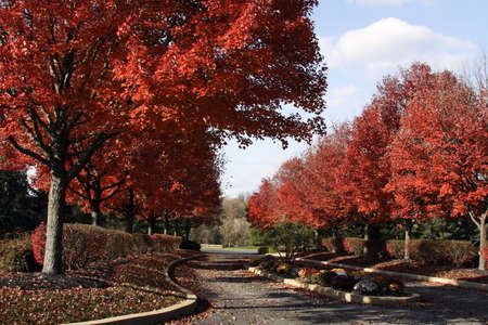Fall in the parkの写真素材