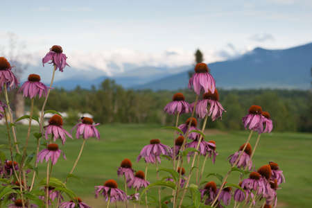 Purple daisies with mountains on the background.の写真素材