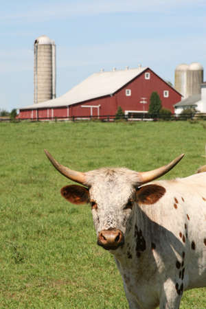 Hereford Cow in front of a dairy farmの写真素材