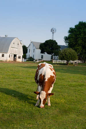 Cow grazing on pastureの写真素材