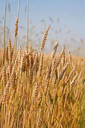 Wheat field on a blue sky backgroundの写真素材