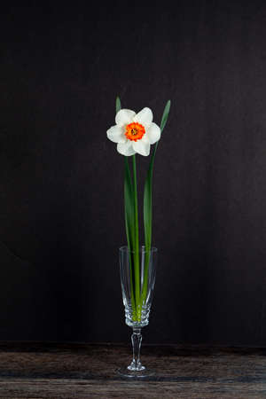 Single white daffodil in vase, on black backgroundの写真素材