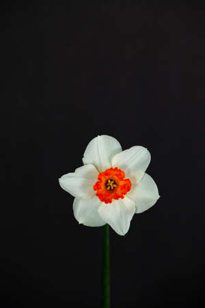 Single white daffodil on black backgroundの写真素材