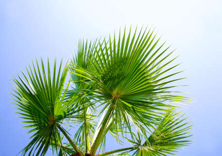 Palm tree against the blue sky with green leaves