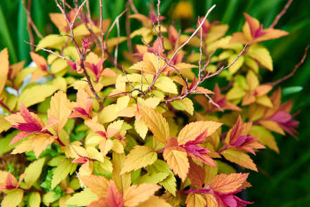 Spiraea japonica bush with different colorful leaves