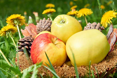 Full basket of fresh apples with pine cones. In gras near dandelionsの写真素材