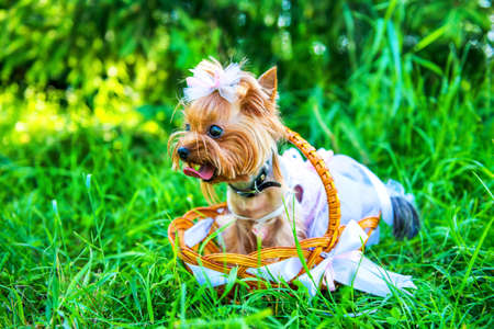 Puppy in dress is sitting on the basketの写真素材