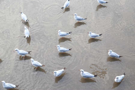 sea gullの写真素材