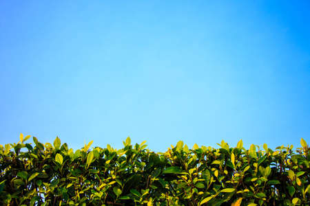 Garden in the wayの写真素材