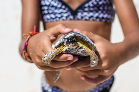 Young girl in patterned swimsuit playing with turtle in hand against the background of tropical white sand beach during her Caribbean vacation in Tulum, Mexicoの写真素材