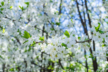 Branches of beautiful white cherry blossoms flowers close-up in the garden on sunny day on the blurry bokeh background, soft color filter and selective focus with copy space, depth of field is shortの写真素材