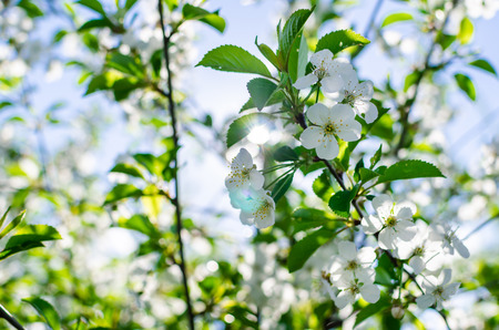 Branches of beautiful white cherry blossoms flowers close-up in the garden on sunny day on the...