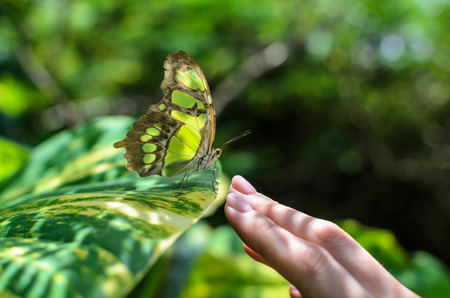 Close-up woman's hand reaching to touch beautiful colorful grey and green butterfly sitting on plant in tropics, love, nature and peace concept photoの写真素材