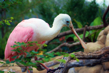 Pink Spoonbill 4の写真素材