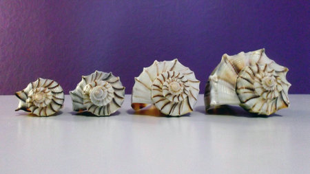 Four Different sized Lightening Whelk Shells on purple and white