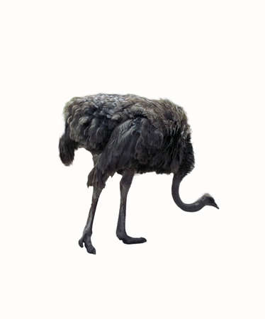 Emu isolated on white