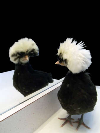 Polish hen looking in the mirrorの写真素材