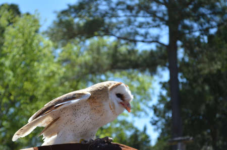 Small Barn Owl perched with wings tucked inの写真素材