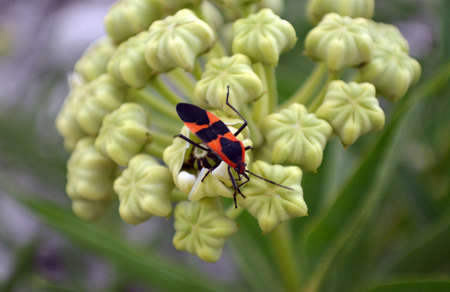 Close-up of a single Boxelder Bug sitting on a plantの写真素材
