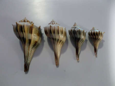 Four different Size Whelk Seashells in a rowの写真素材