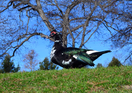 Muscovy hen walking up a grassy hillの写真素材