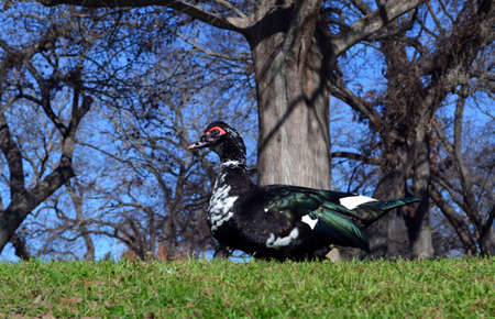 Muscovy drake walking on the grass in front of a tree in springtimeの写真素材