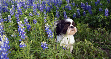 Black and White Shih Tzu in Bluebonnet fllowersの写真素材