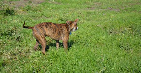 Brindle Pit Bull Dog Looking out into a fieldの写真素材