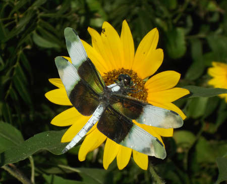 Dragonfly pollinating a sunflowerの写真素材