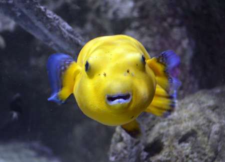 Yellow Puffer Fish Close-up Looking at the Cameraの写真素材