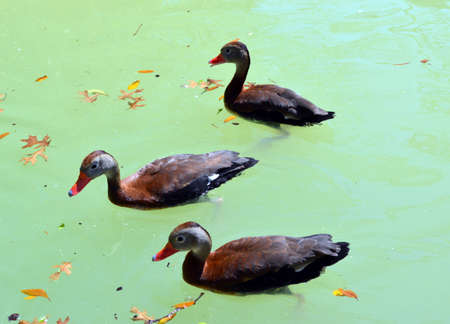 3 Whistling ducks swimming in a pondの写真素材