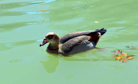 Egyptian Duck floating in water