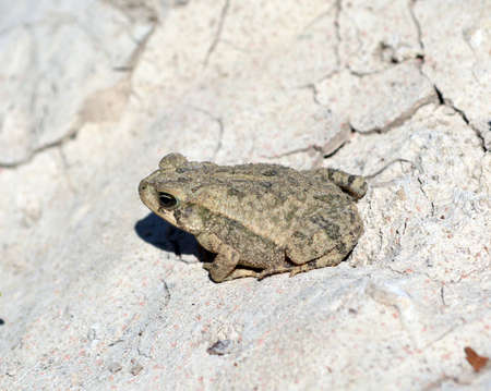 Toad on a Rock
