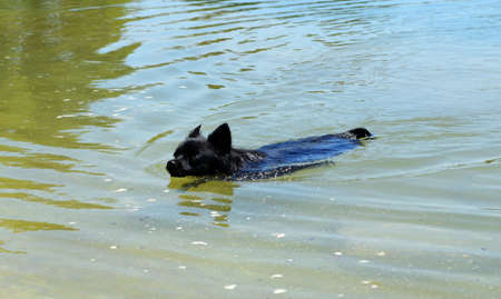 Swimming Black Chihuahuaの写真素材