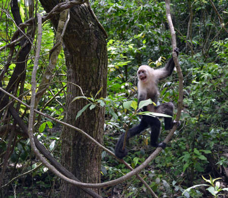 Screaming Capuchin Monkey in the jungle