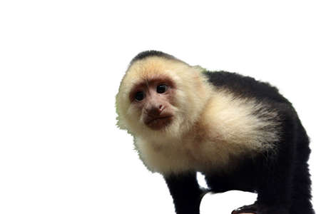 Capuchin Face Close up isolated on white backgroundの写真素材