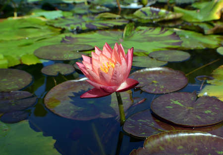 Side View of one pink Water Lilyの写真素材
