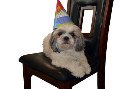 Shih Tzu Dog on a chair with birthday hatの写真素材