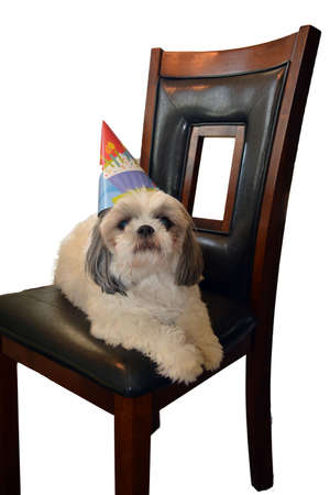 Shih Tzu Dog wearing birthday hat laying on a chair, isolated on whiteの写真素材