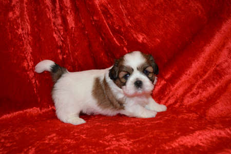 Cute Shih Tzu Puppy standing on red backgroundの写真素材