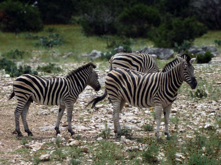 Three Zebraの写真素材