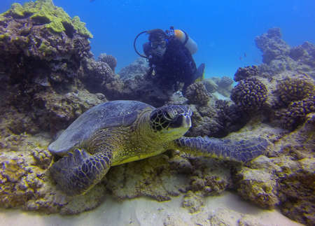 Green Sea Turtle and Diverの写真素材