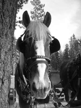Black and white protrait of a horse wearing a bridel
