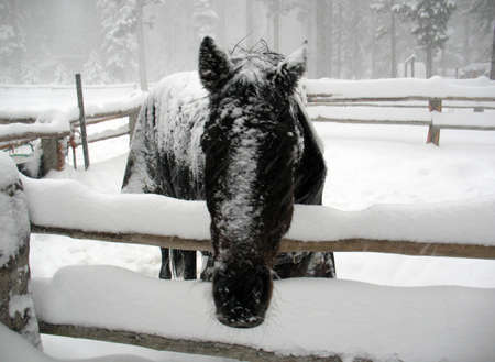 Black horse behind fence, covered in snowの写真素材