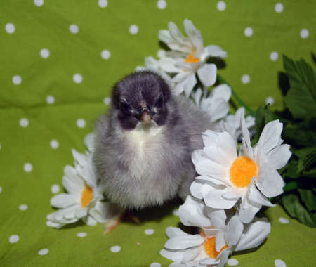 Blue Cochin chick in flowersの写真素材