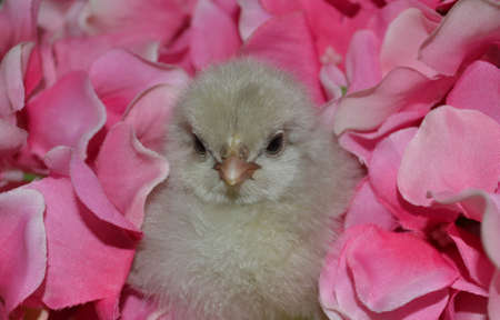 Close up of baby chicken in pink flowersの写真素材