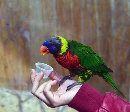Rainbow glory parrot eating from a hand