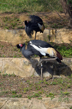 Two Grey Crowned cranes standing in shadeの写真素材