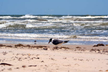 Laughing Gull looking for bugs on the beachの写真素材